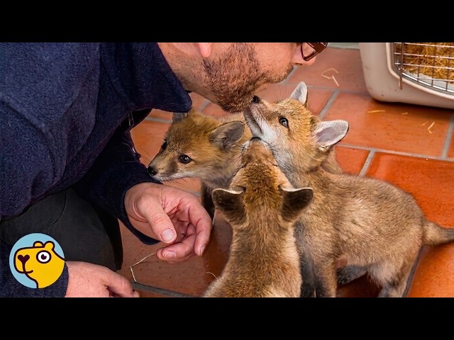 Baby Foxes Roll Over for Belly Rubs Like Little Dogs