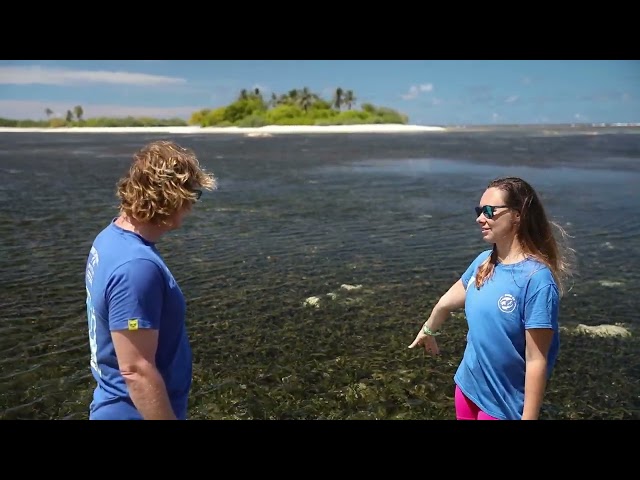 Blue Carbon - Sequestering CO2 via seagrass?