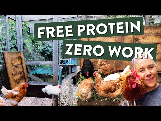Put Your Compost Inside The Chicken Run, Here Is Why | Best Chicken Coop Design