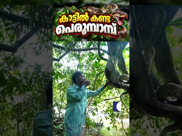 Python seen in the forest #python #vavasuresh