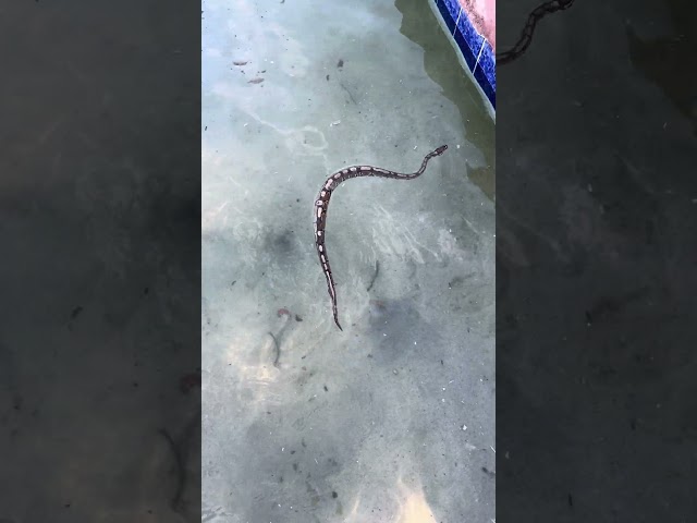 ball python swimming at beach pool
