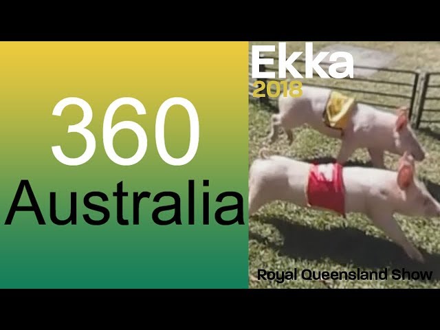 Ekka Pig Racing #VirtualReality 360 #VR Life Footage
