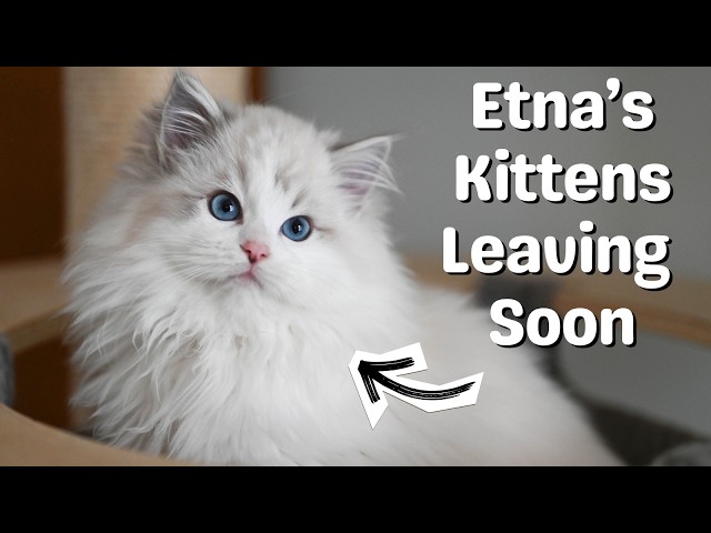 Ragdoll Kitten Video Catch Up 🐱 Funny Kittens Playing