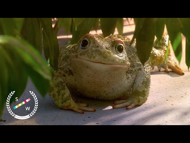 Garden Party | Oscar Nominated CG Animation Short Film