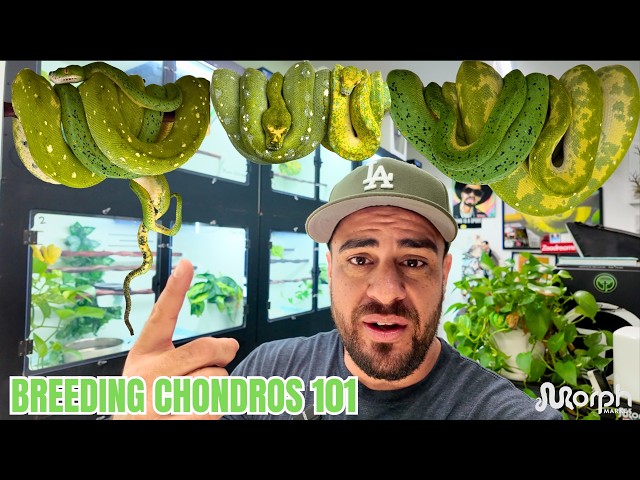 Breeding Green Tree Pythons 101 With MJ Of The Trap Exotics