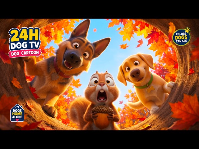 24 Hour Dog Cartoon 🐶🐿️ in Colors Dogs Can See | Fun Dog TV Squirrel for Dogs Home Alone