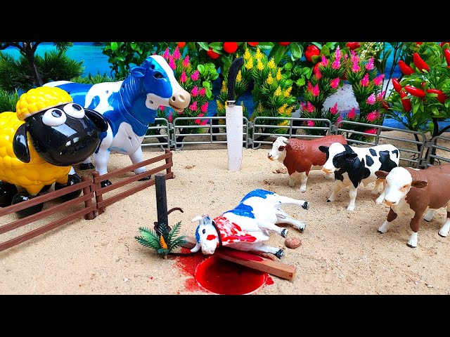 QEENAN ANGKUT SAPI QURBAN IDHULADHA ,PEMBERIAN PAKAN SAPI  @Mr.COWSTORY