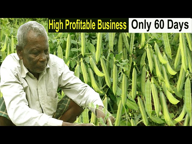 How to Start Business Pea Farming - How to Grow Peas - Peas Farming Business Ideas - Vegetable Farm