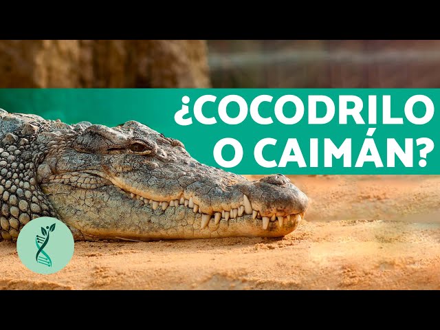 What is the DIFFERENCE between a CROCODILE and an ALLIGATOR? 🐊 (Characteristics of Crocodiles and...