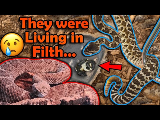 Rescuing 2 Rattlesnakes Found in a Hotel!