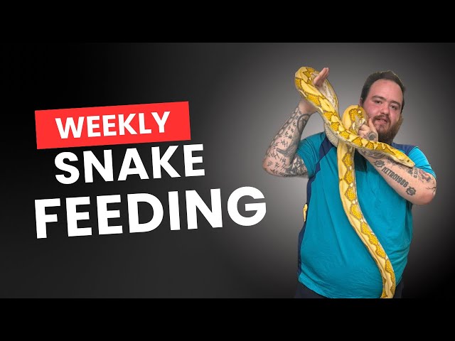 Pryde Reptiles Weekly Snake Feeding