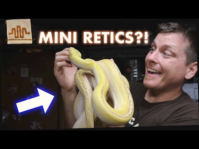 5 Reasons Super Dwarf Retics are the BEST PET SNAKE