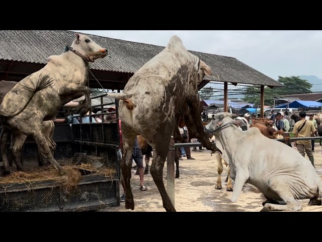 Viral 2026, el grupo de toros furiosos más fuerte