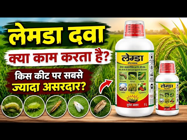 लेमडा दवा क्या काम करती है? | धान में कौन-कौन से कीटों पर असरदार है? 🌾