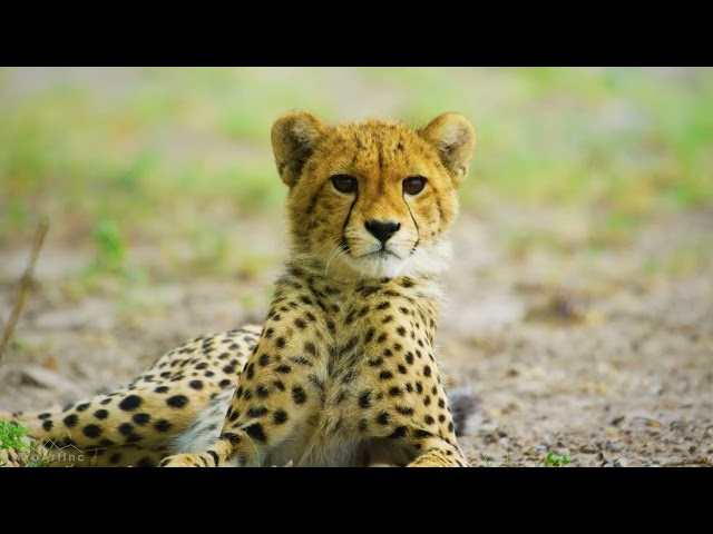 Fauna selvatica del Botswana - Film documentario sulla natura