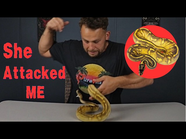 Ball Python Unboxing Gone Wrong!