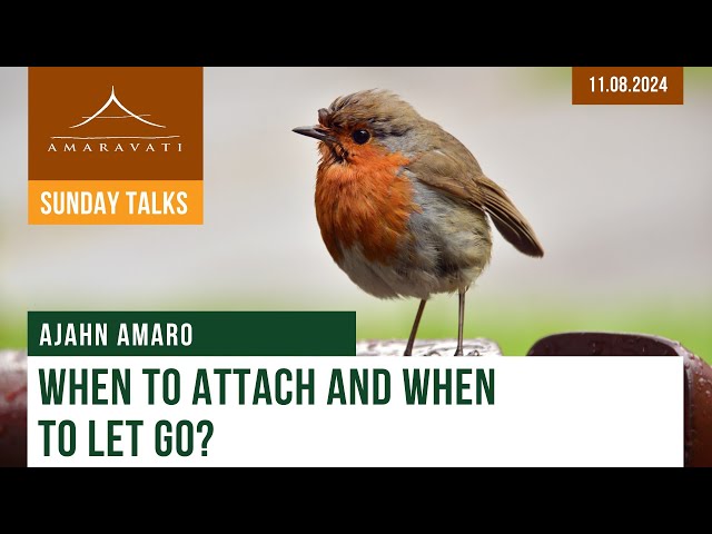 When To Attach and When To Let Go ? | Ajahn Amaro | 11.08.2024