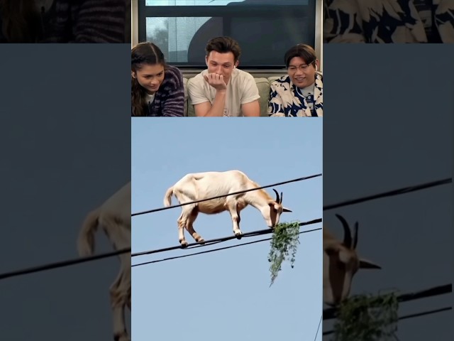 Tom Holland Reacts To Viral Videos part 1 #tomholland #funny #reaction #memes