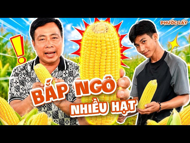 Corn-Picking Contest: Who Gets the Most Kernels? | Phuoc Lay