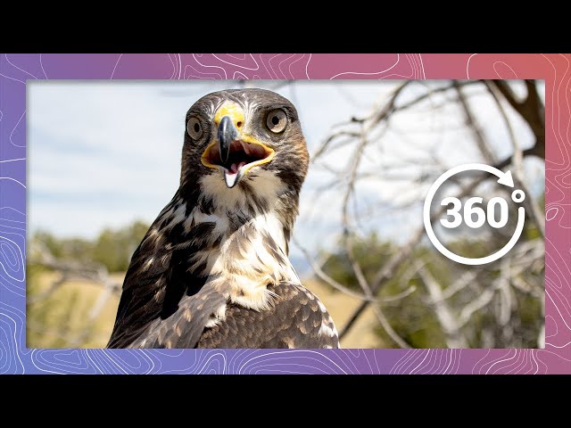 Swainson's Hawk Education with Nature's Educators | Wildlife in 360 VR