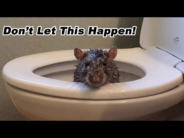 How to STOP sewer rats from climbing up your Toilet! Testing out the Rat Blocker.