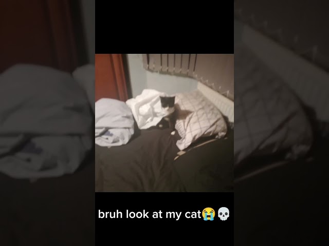 wtf happened to my cat lmao 💀😭 @hiddentracktv2
