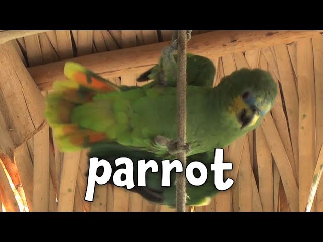 Types of Birds - Learning bird names for Children