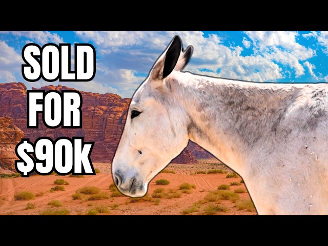 People Are LOSING IT Over This Mule!