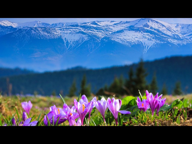 Instrumental Acoustic Indie/Folk Playlist Music "The Great Western Forest" Open Road Folk Music