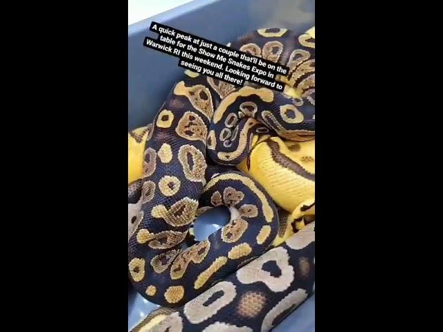 Snake watch till anshuchaturvedi05