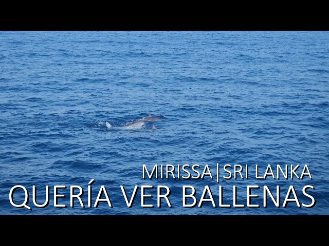 🇱🇰 Quería ver ballenas y... (#SriLanka #vlog 09) – Febrero 2025
