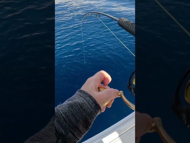 GIANT Yellowtail Snapper Caught off Key West