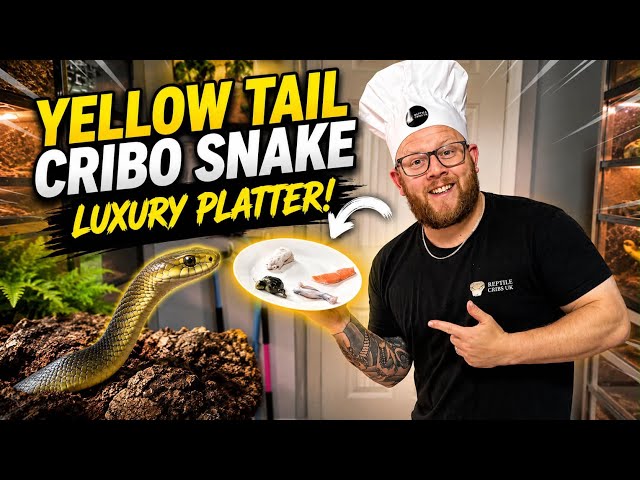 I gave my snake 4 prey options… this is what happened! 