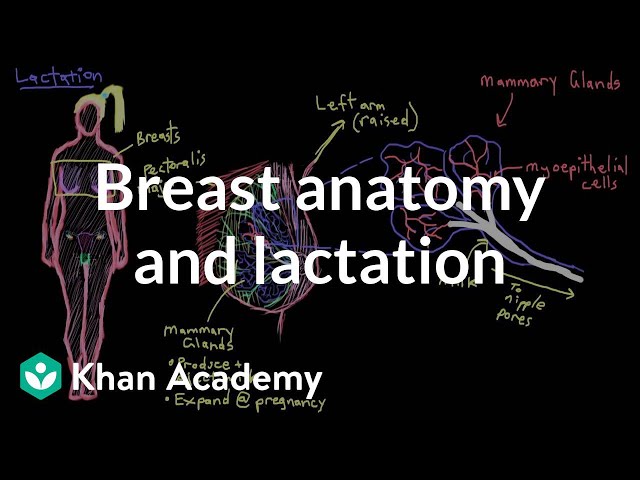 Breast anatomy and lactation | Reproductive system physiology | NCLEX-RN | Khan Academy