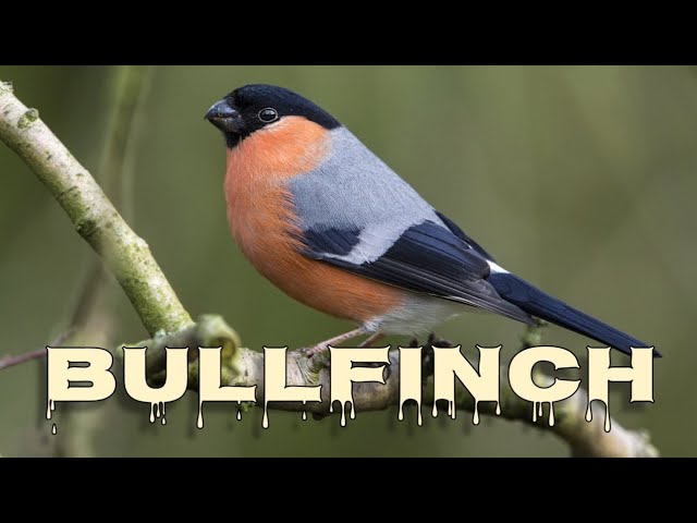 Eurasian bullfinch song, bullfinch call