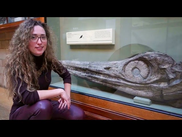 Curiosities of the Natural History Museum London - Ep 2 Mary Annings first Ichthyosaur & Plesiosaur