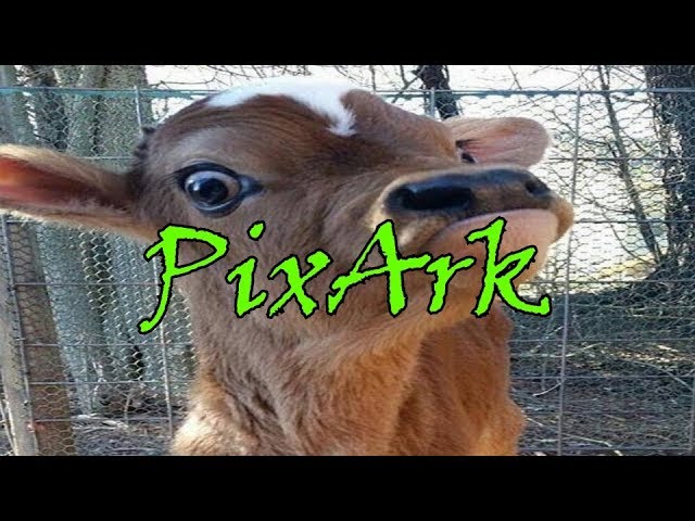 The Best Feature Of PixArk