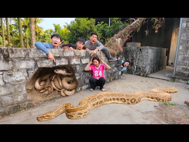 Massive Python Attack – Hunters Save the Girl at the Last Moment