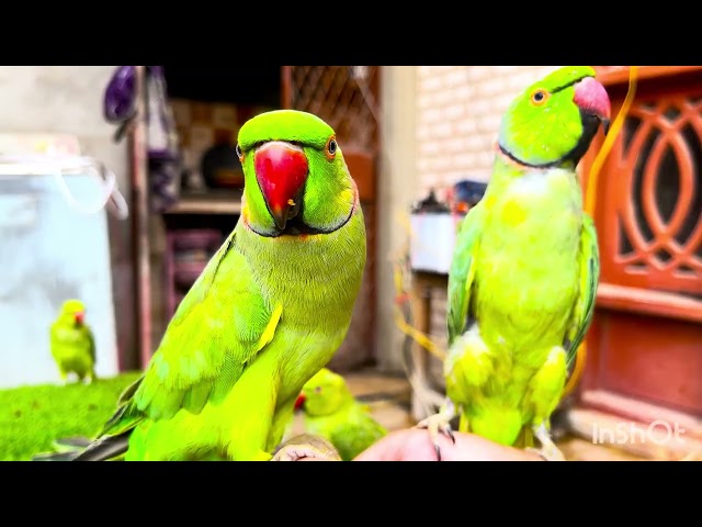 Funny and Adorable Talking Parrots 🦜😂