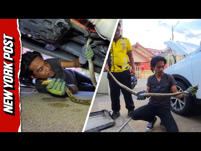 8ft Python Found Lurking Inside Car in Terrifying Four-Hour Removal