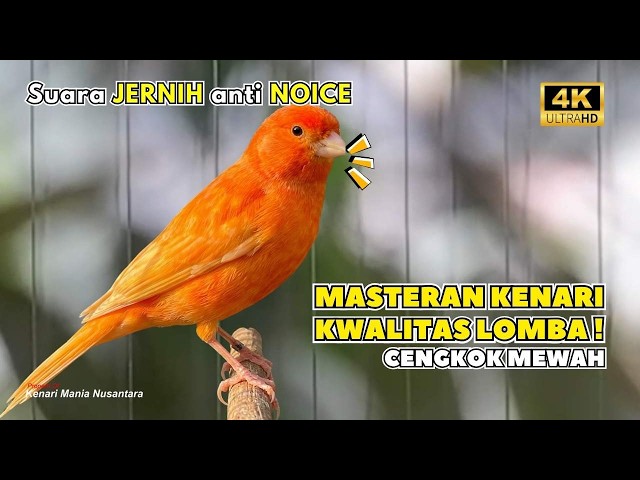 Kenari GACOR NGEREK‼️ Masteran Kenari PAUD dan Pancingan Kenari MACET BUNYI