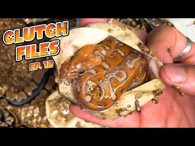 Clutch Files EP12 Our BEST Clown Yet + our First Twins of 2026 & DG VPI Axanthic