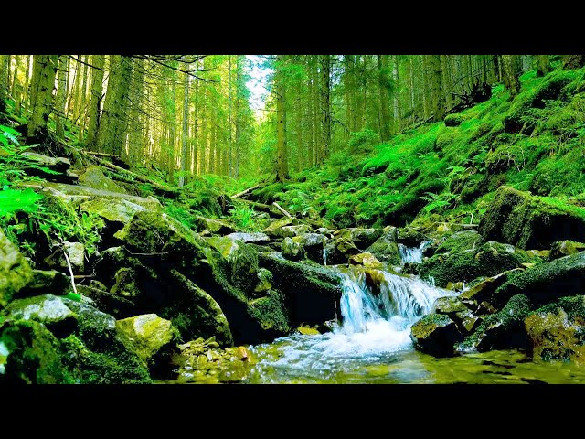 Calm Woodland Stream with Beautiful Birdsong, Relax and Unwind, ASMR