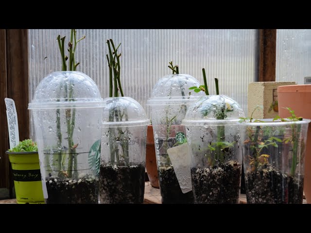How to Root Rose Cuttings Fast and Easy | Rose Propagation Part 1
