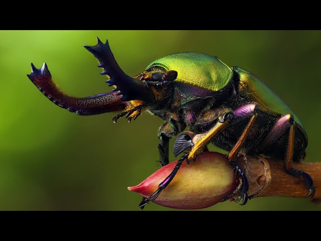 Les Insectes | Des Créatures Fascinantes | Documentaire.