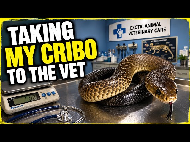 Our Escaped Snakes Needed a Vet...
