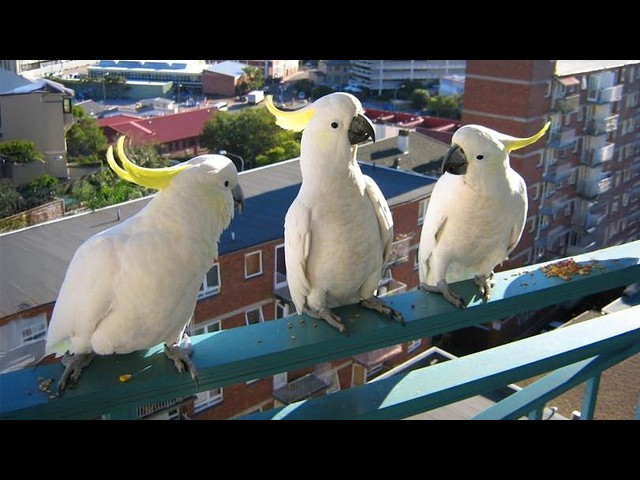 You Will Die Laughing At These Overdramatic Parrots 🤣 Funniest Parrots Video