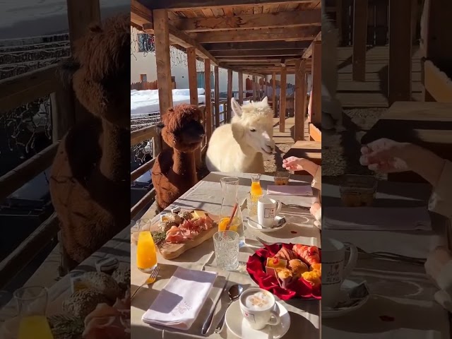 two cools baby #shorts