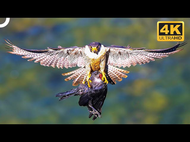 FALCON VS. EAGLE! WHO IS THE TRUE MASTER OF THE SKY? | Wildlife Documentary | 4K Animal Documentary