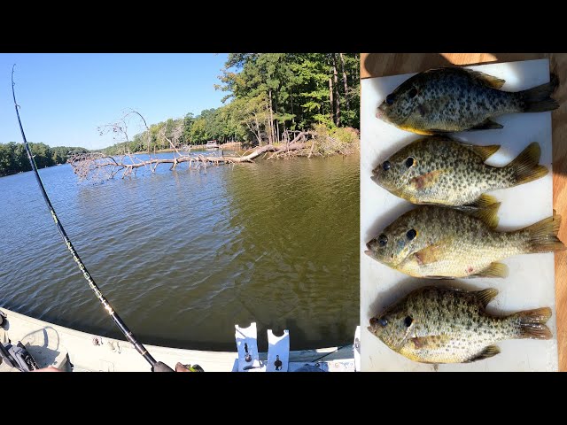FISHING For Fall Shellcracker Catch n' Cook!